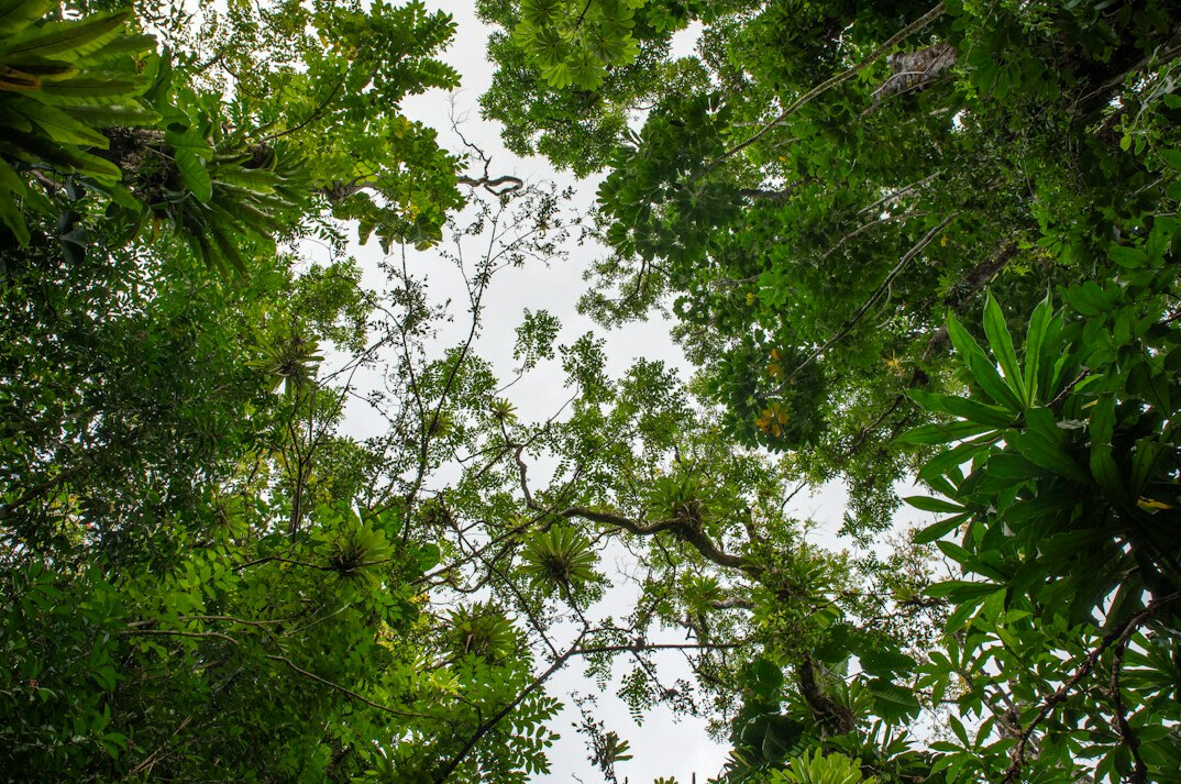 ecologists in tropical forest